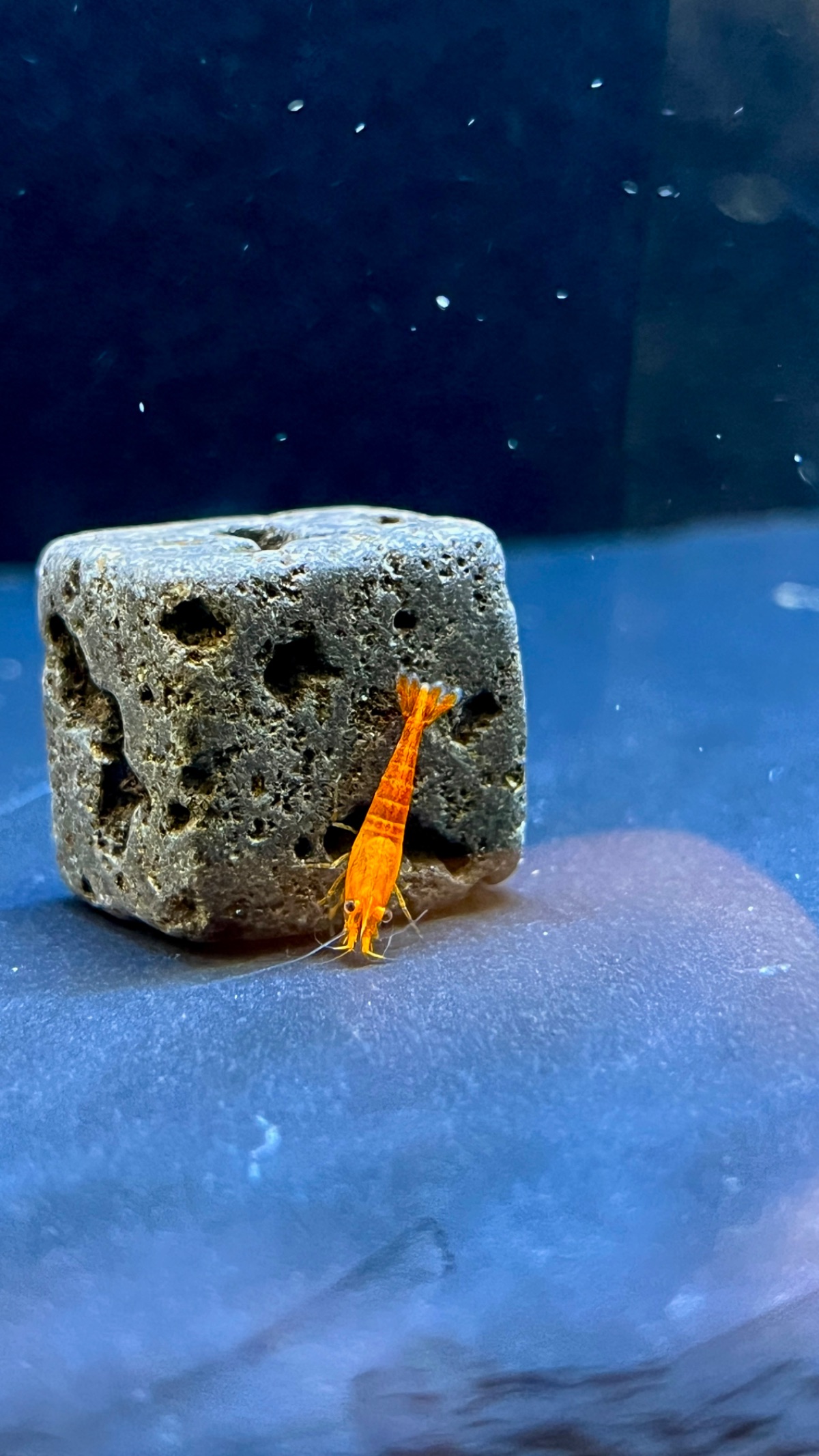 Orange Fire Neocaridina weitere Bilder folgen noch.