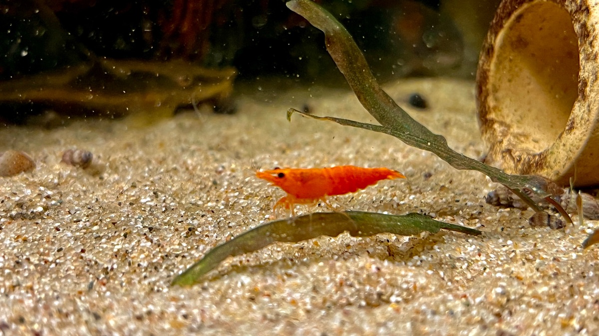 Orange Sunkist Neocaridina