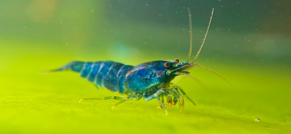Deep Blue Bolt Caridina