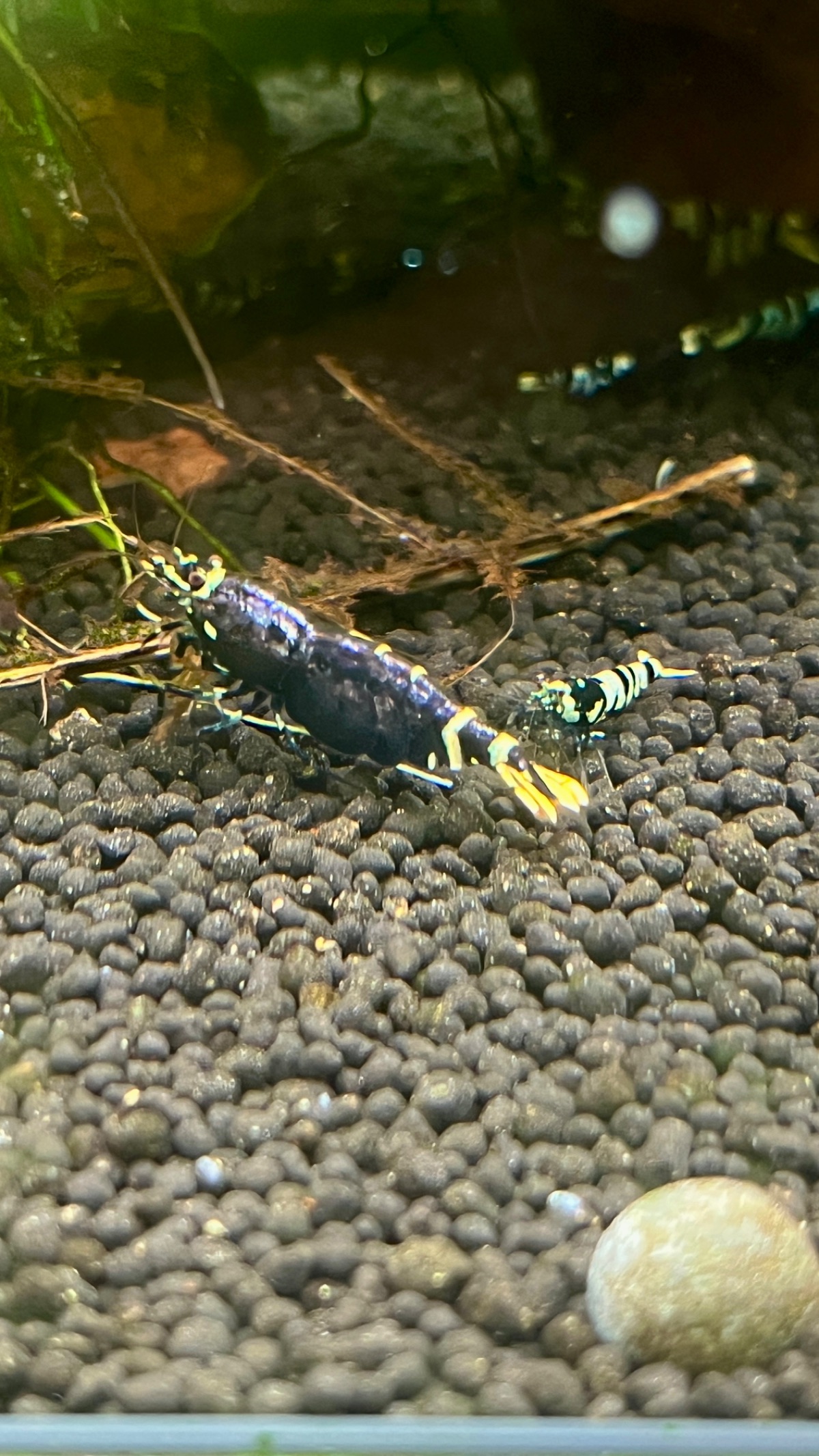 Purple Metallic Nanshi