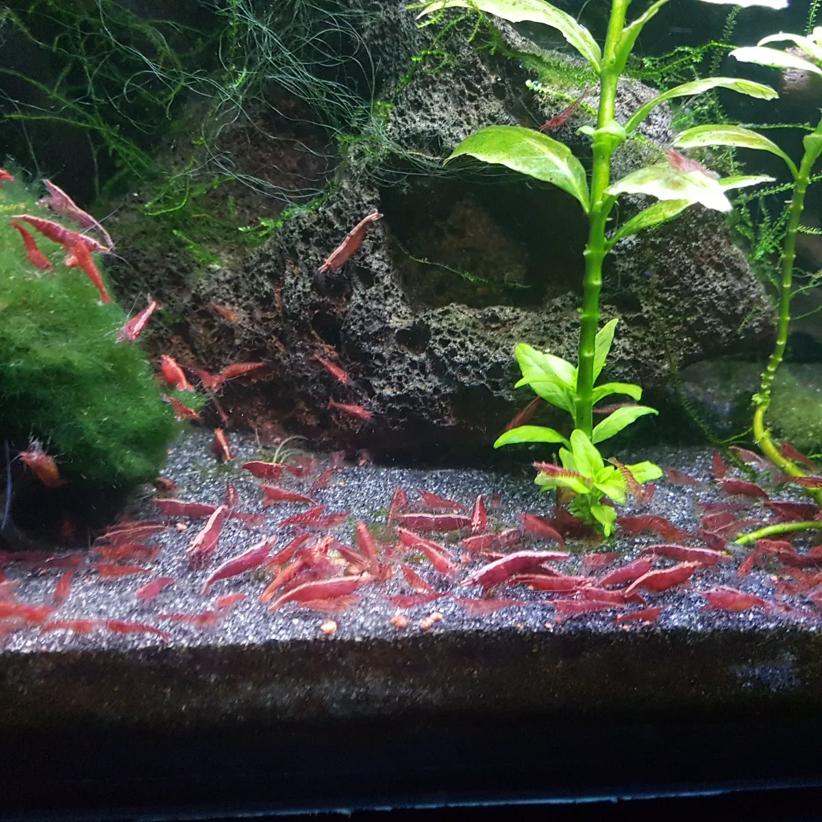 Sakura Red in Salzhemmendorf