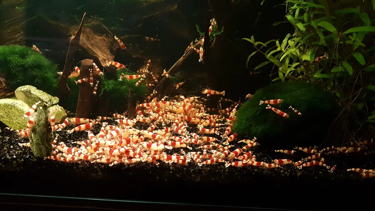 Red Bee in Salzhemmendorf