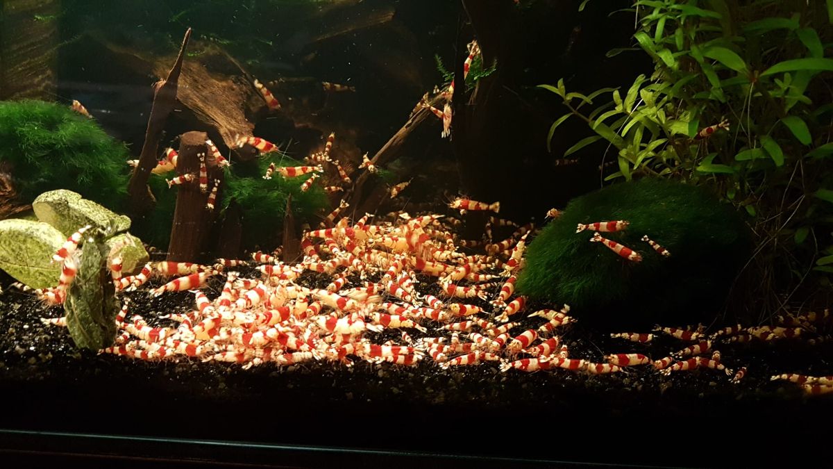 Red Bee Wohnzimmerbecken