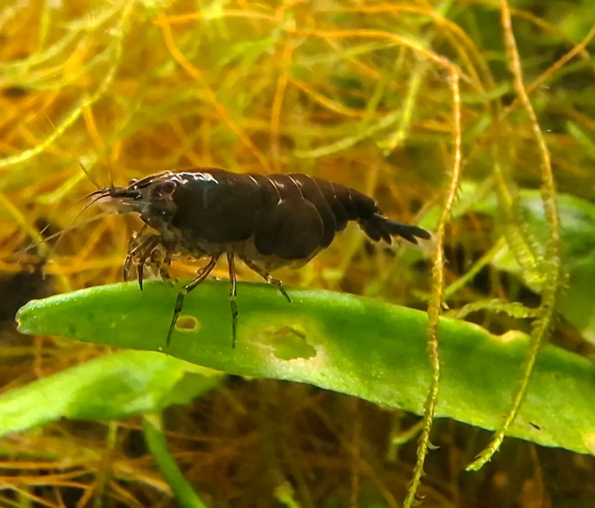 Neocaridina davidi Black Sakura