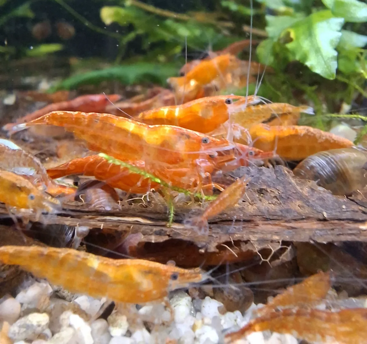 Neocaridina  Orange Sakura