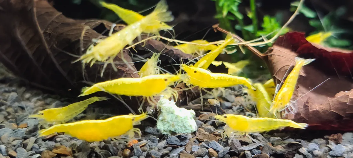 Yellow Fire Neon Garnelen