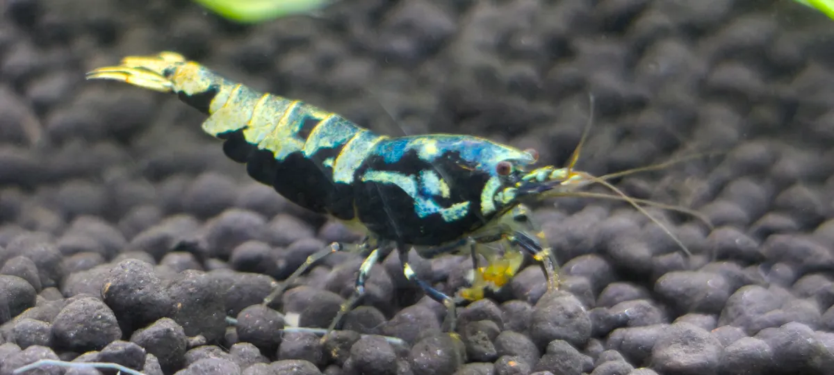 Blue Boa Mischer Garnelen