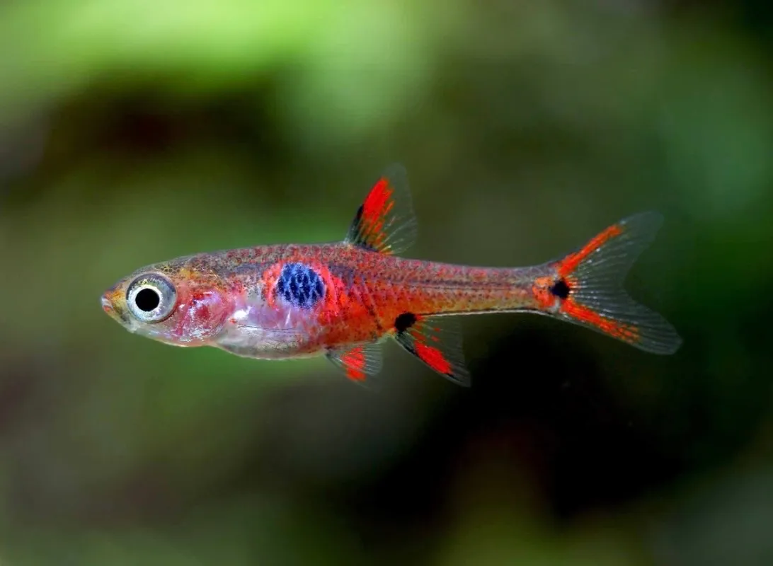 Erdbeer Zwerg Bärbling