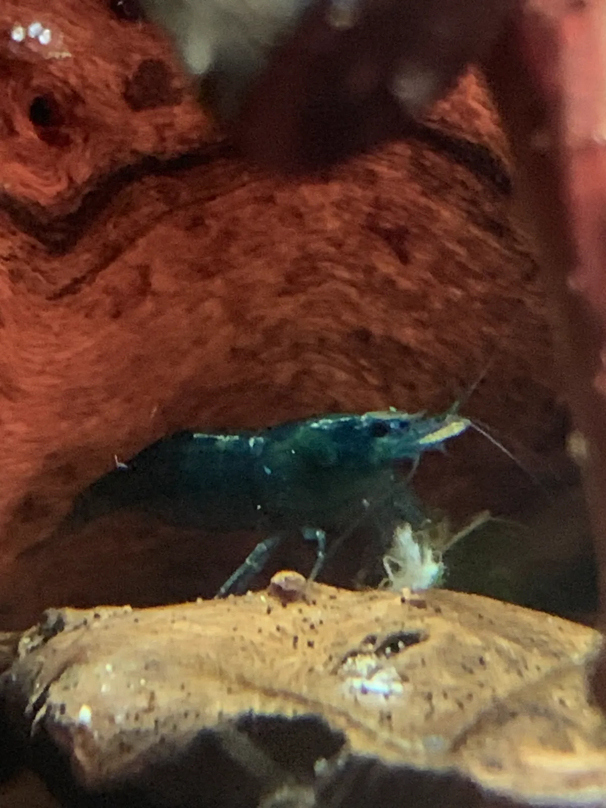 Blue Rili o. Red Fire / 10 Stk für 9 EUR / Gesunde Tiere, saubere Zuchtlinie