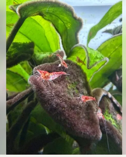 Red Fire Zwerggarnelen Nachwuchs rote Rilli Garnelen in Trossingen