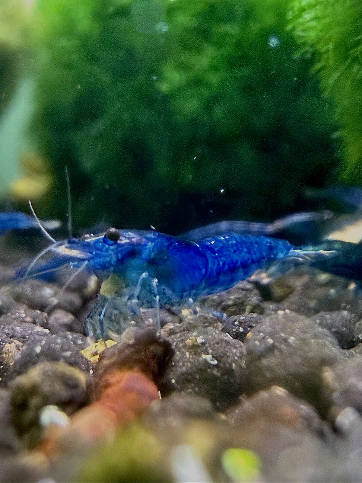 Wunderschön dunkele Blue Dream Garnelen