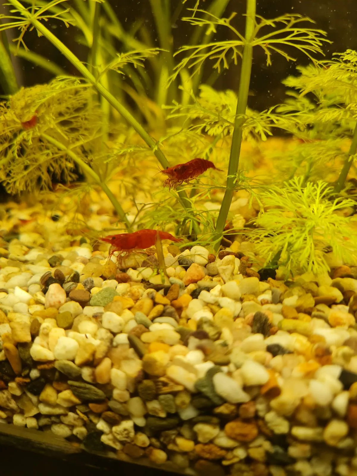 Red Fire Zwerggarnelen in Oldenburg