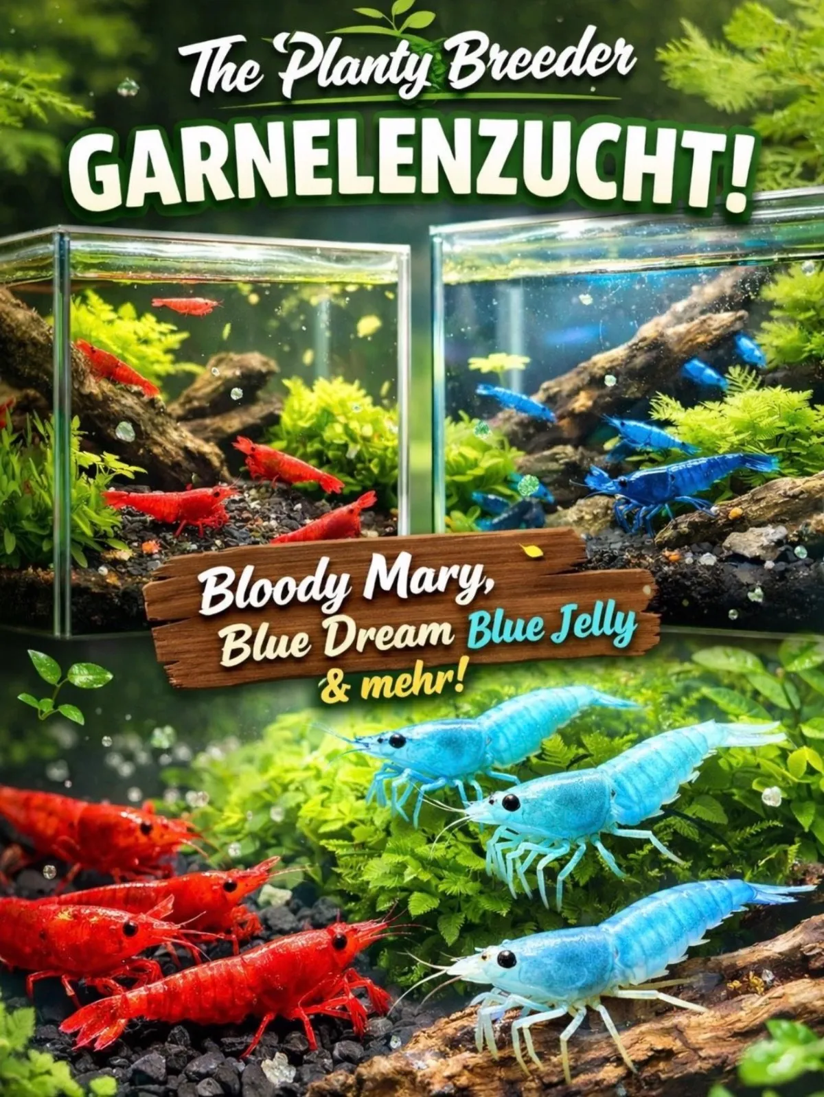 Immer wieder Bloody Mary, Blue Dream und Blue Jelly Garnelen in Simbach