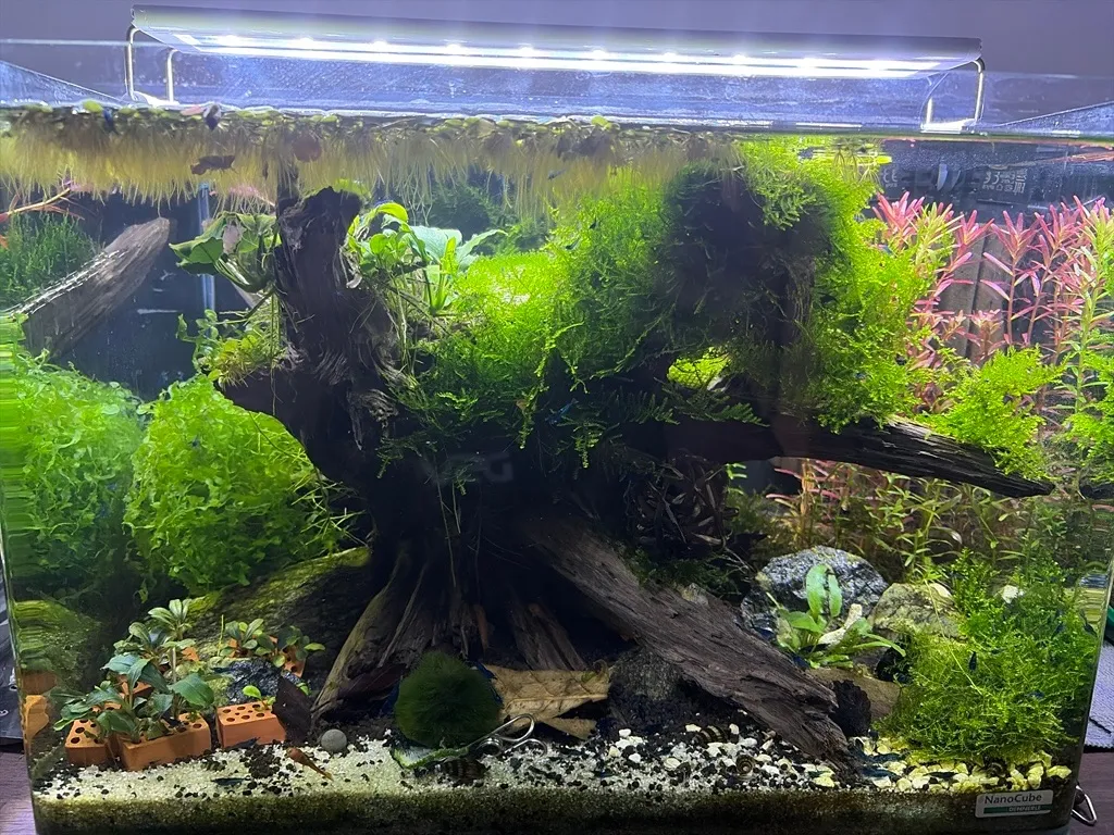 Neocaridina Blue Dream Bild 4
