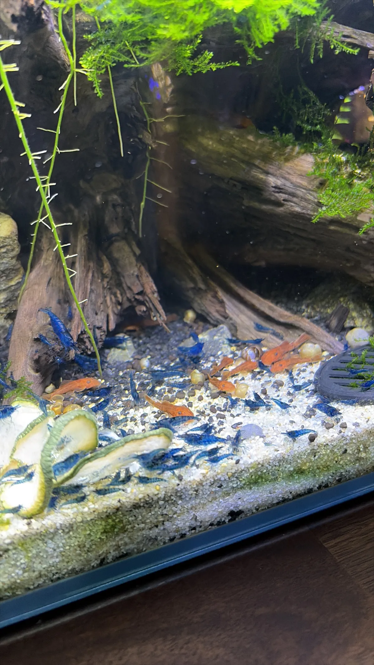 Neocaridina Blue Dream Bild 3