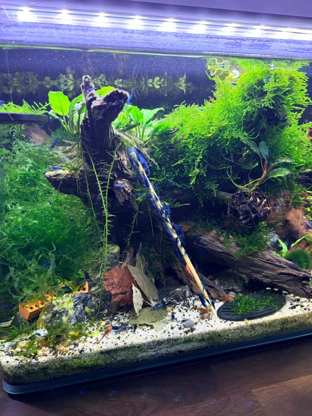 Neocaridina Blue Dream Bild 2
