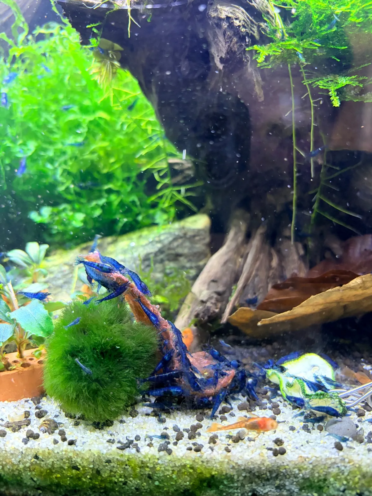 Neocaridina Blue Dream Bild 6