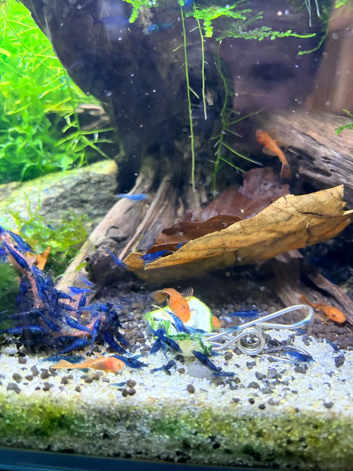 Neocaridina Blue Dream Bild 5