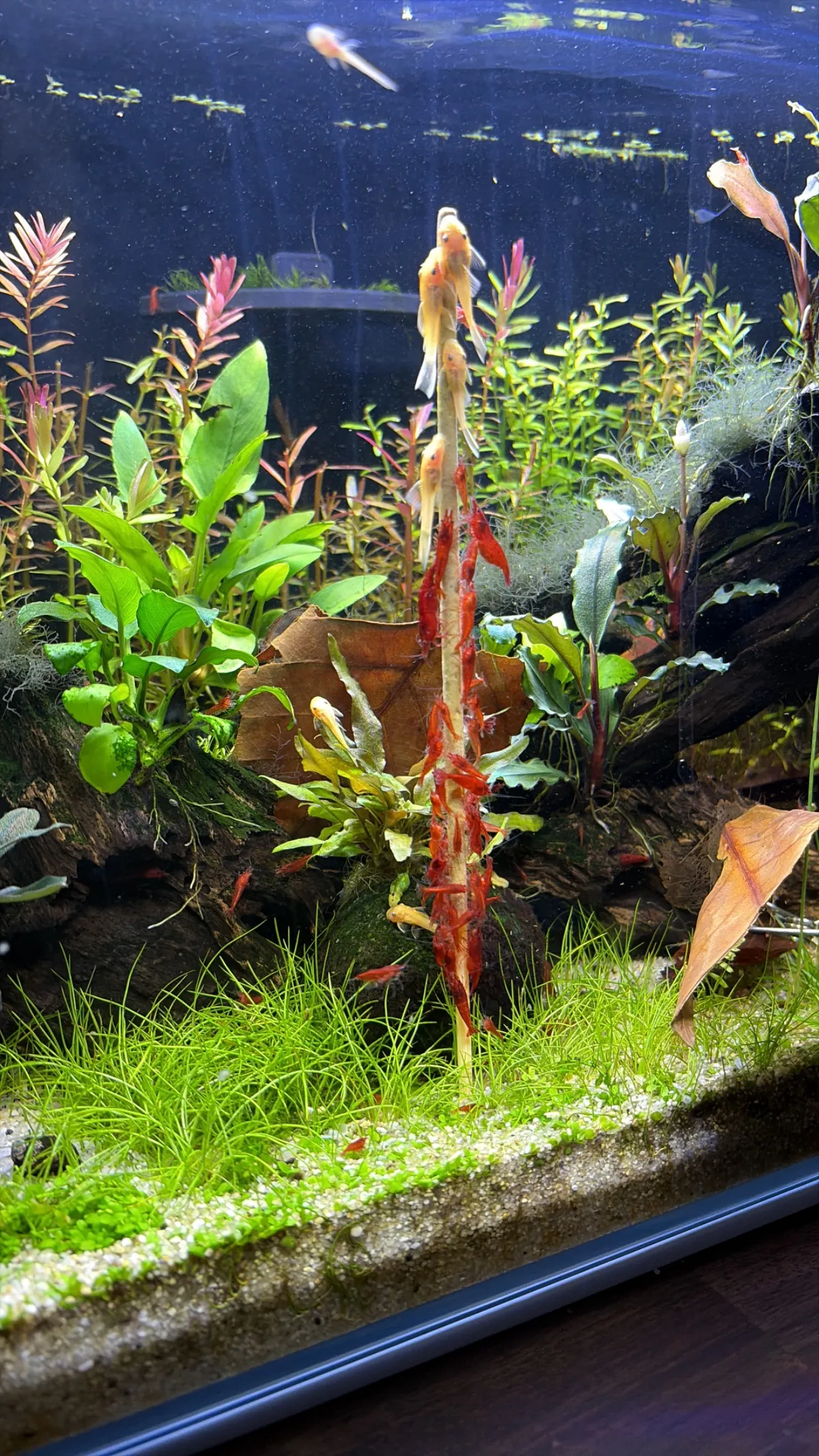 Bloody Mary in Villingen-Schwenningen