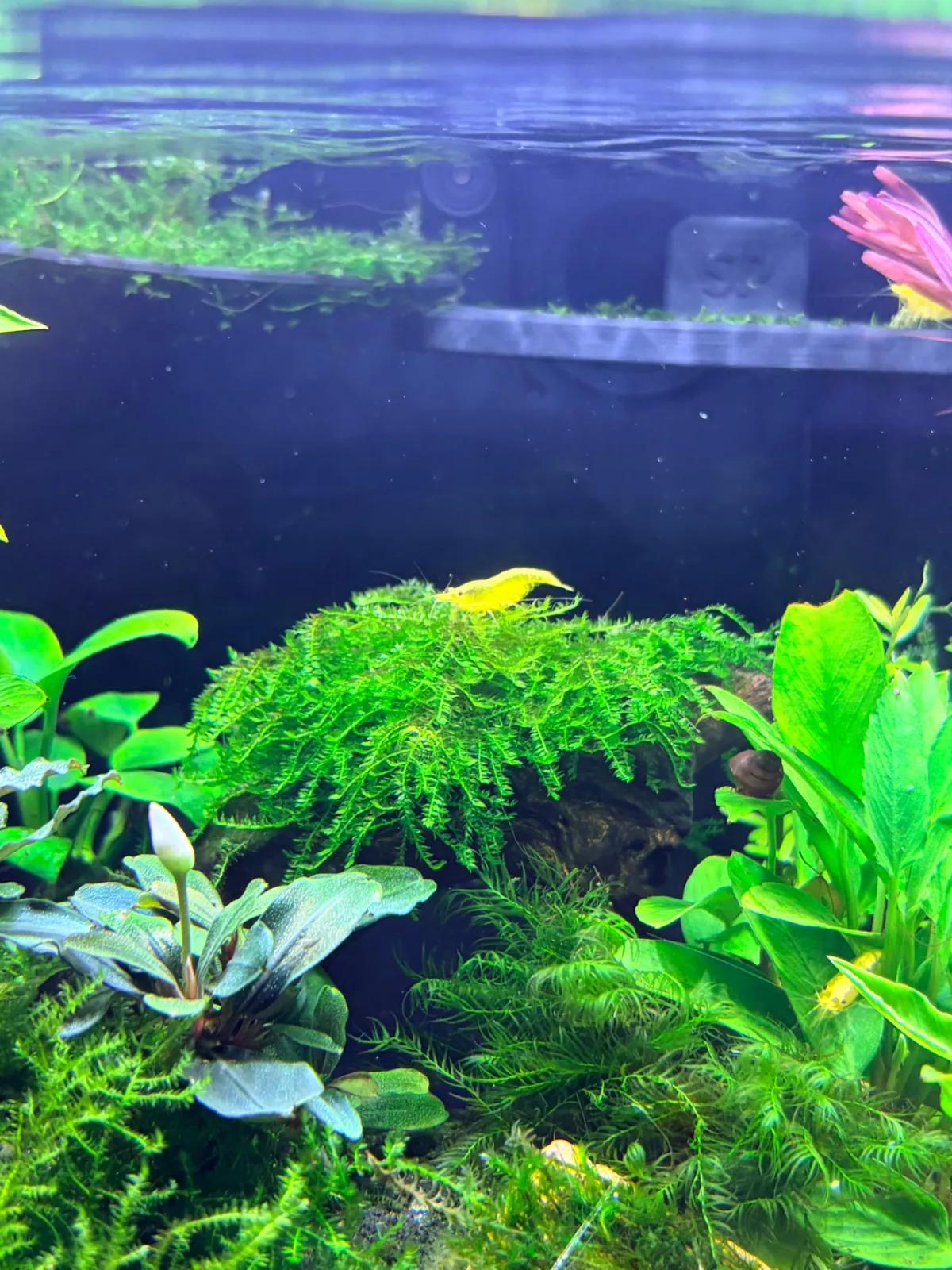 Neocaridina Yellow Neon Bild 3