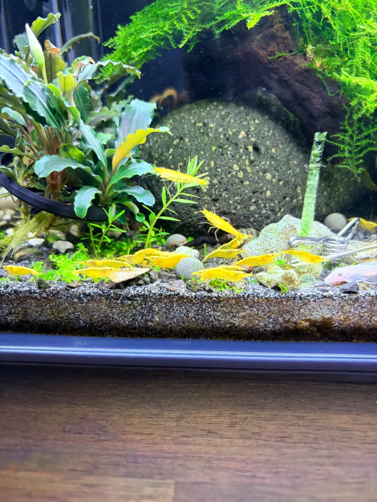 Neocaridina Yellow Neon in VS-Villingen