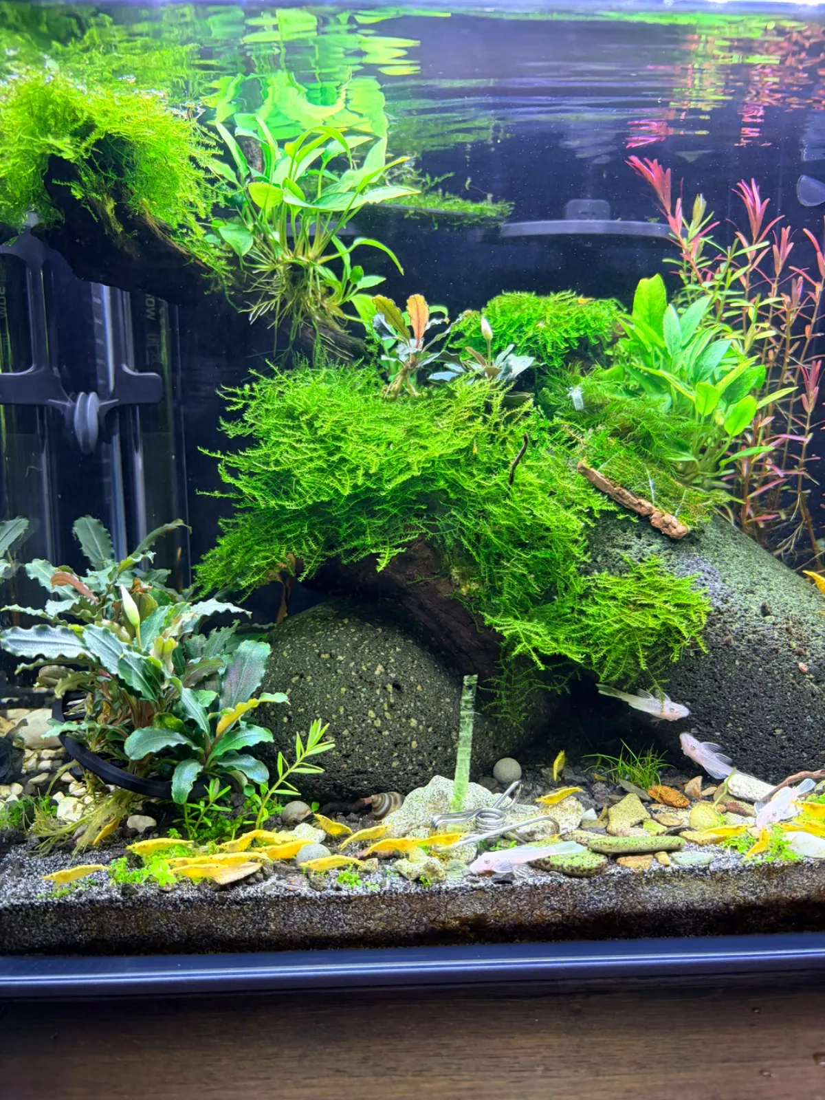 Neocaridina Yellow Neon Bild 2