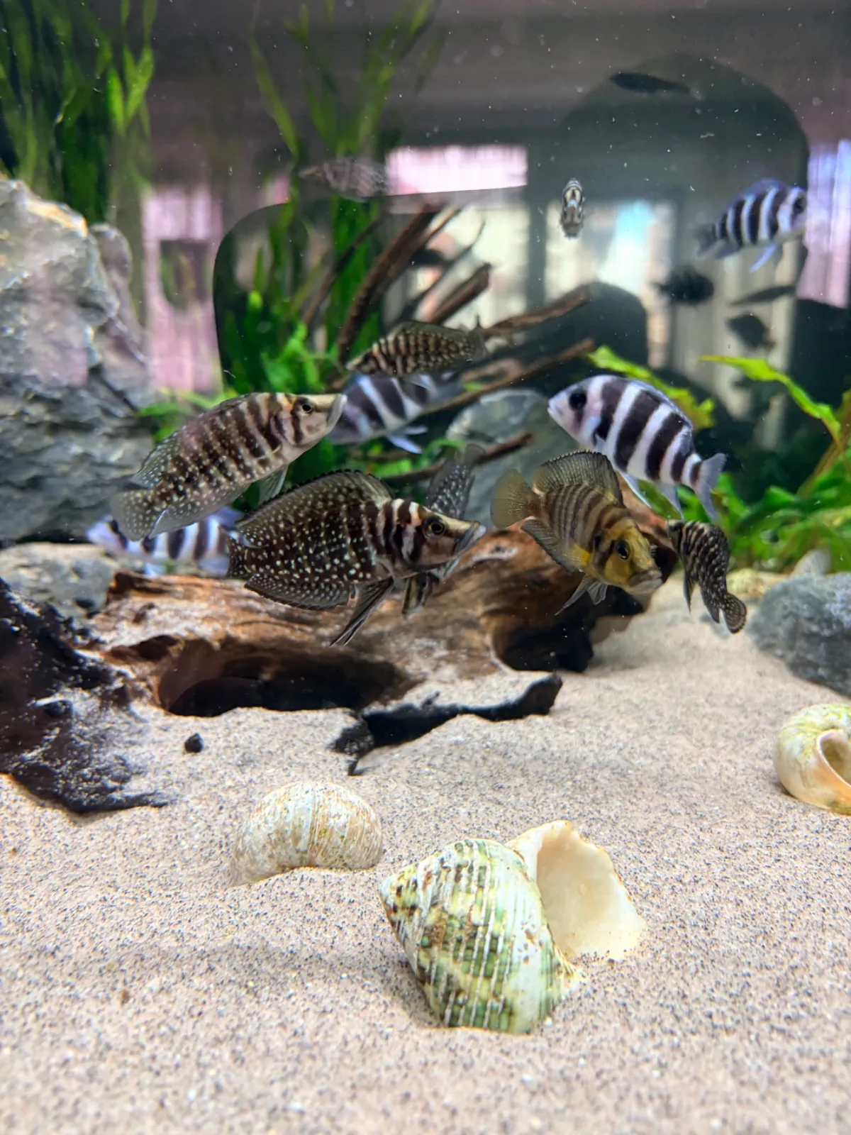 Frontosa, Calvus (Fisch)