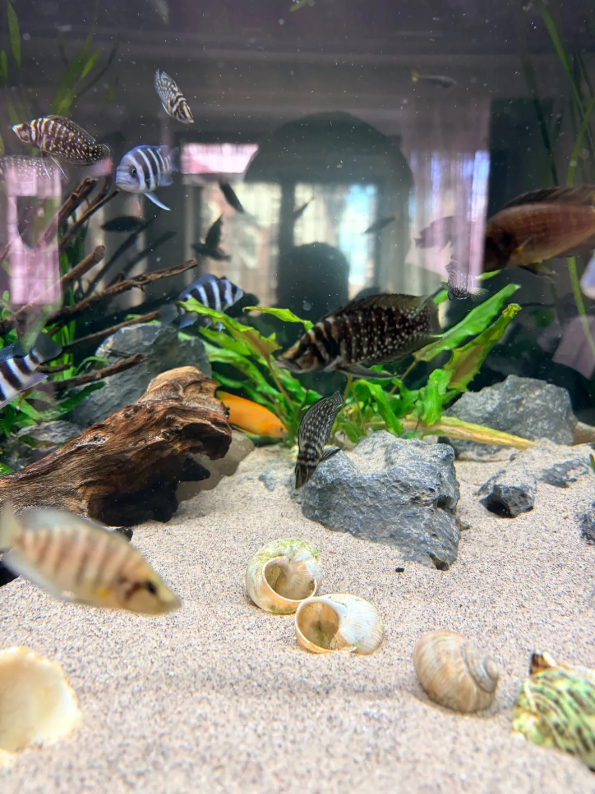 Frontosa, Calvus (Fisch)