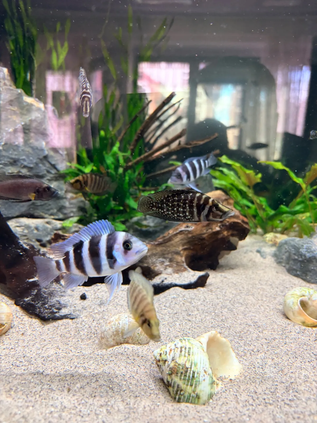 Frontosa, Calvus (Fisch)
