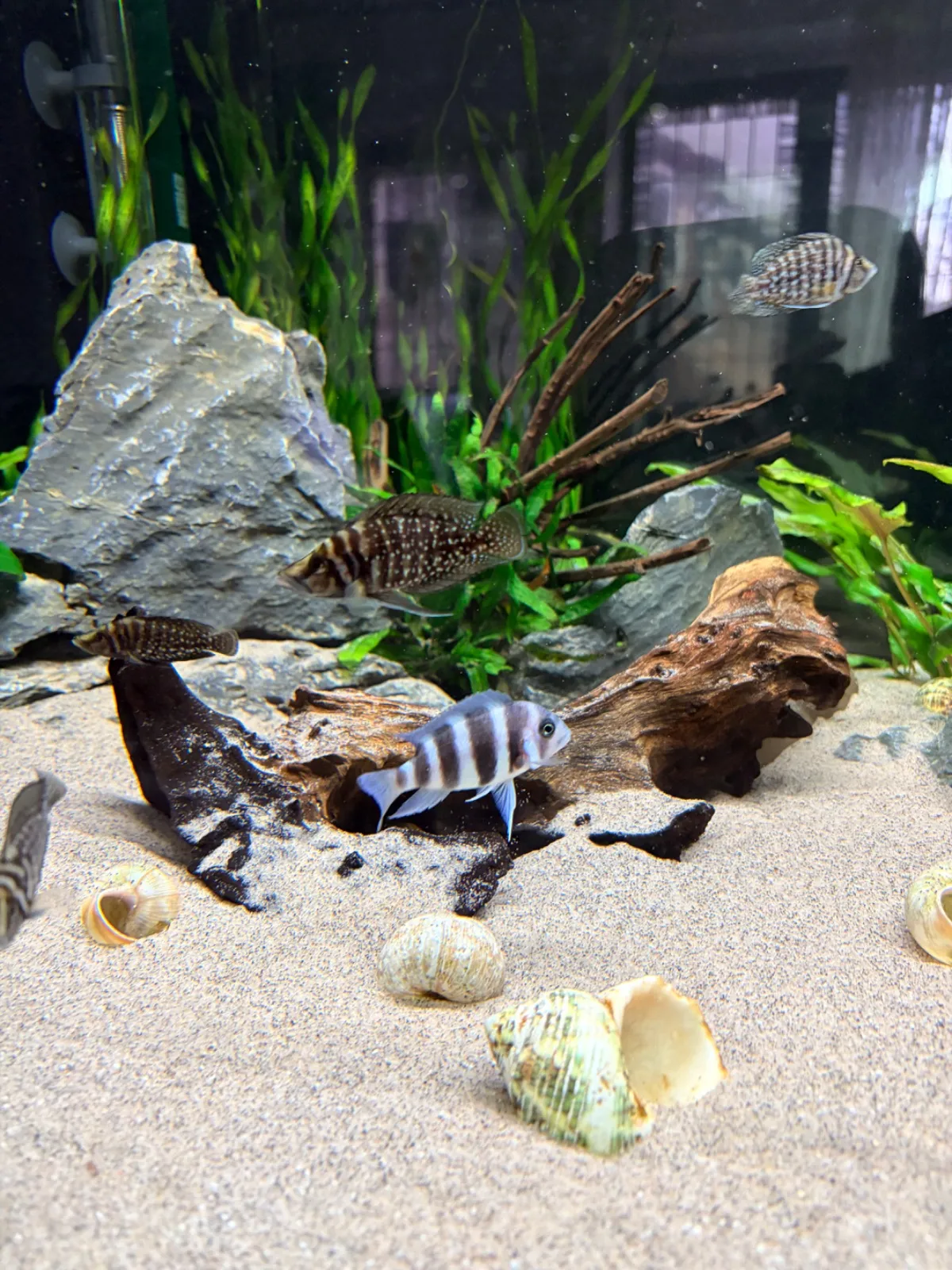 Frontosa, Calvus (Fisch)