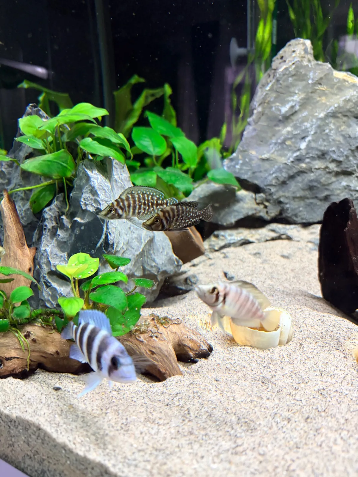 Frontosa, Calvus (Fisch)