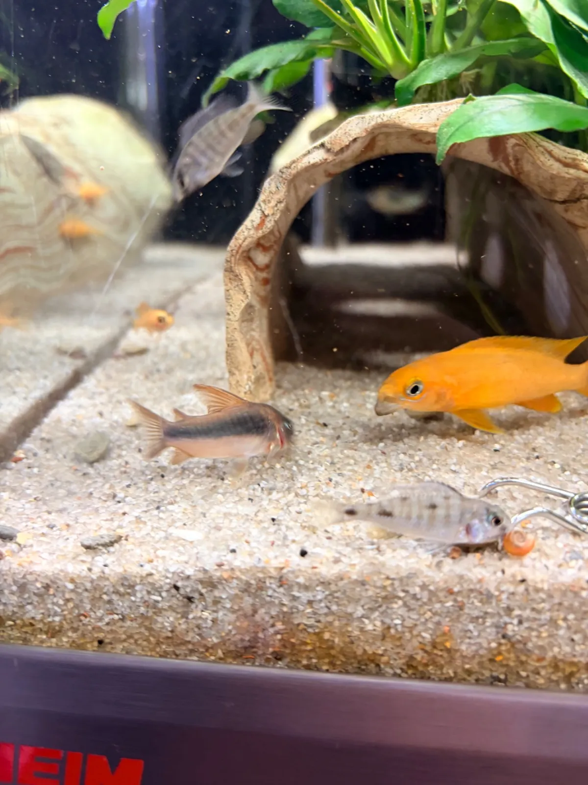 Auloncara, Feuerschwanz (Fisch)