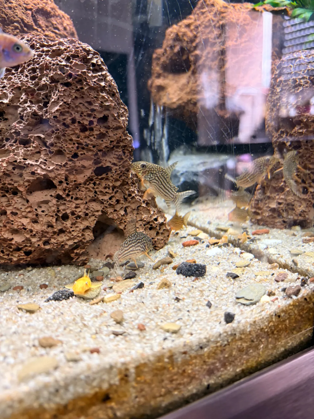 Auloncara, Feuerschwanz (Fisch)