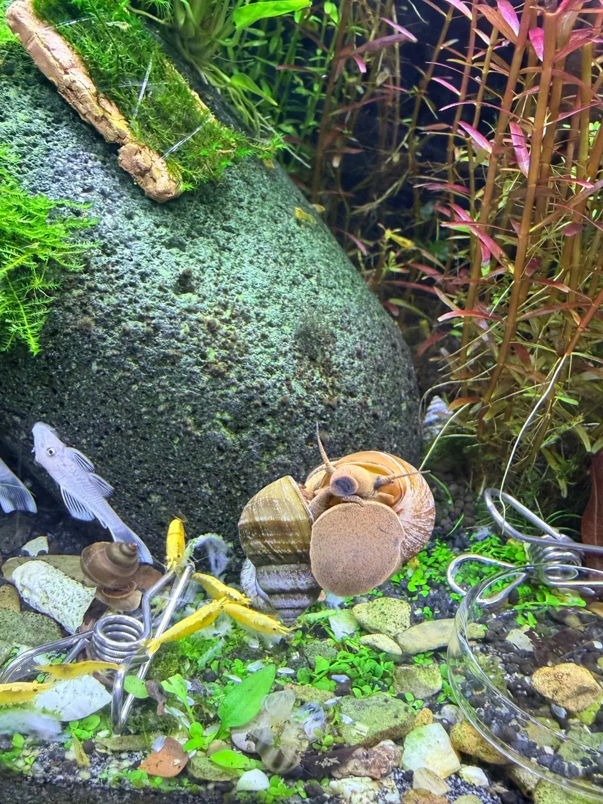 Piano Schnecken (Schnecke)