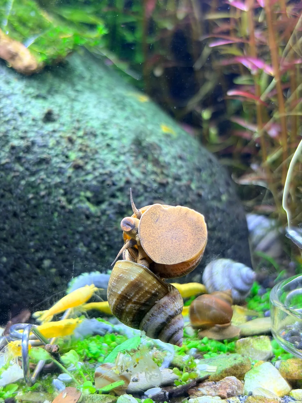 Piano Schnecken (Schnecke)