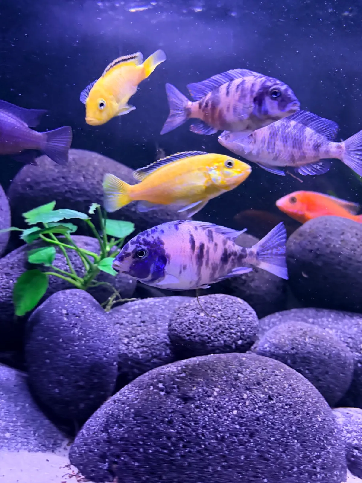 Firefisch,Delfinbuntbarsch,Yellow (Fisch)