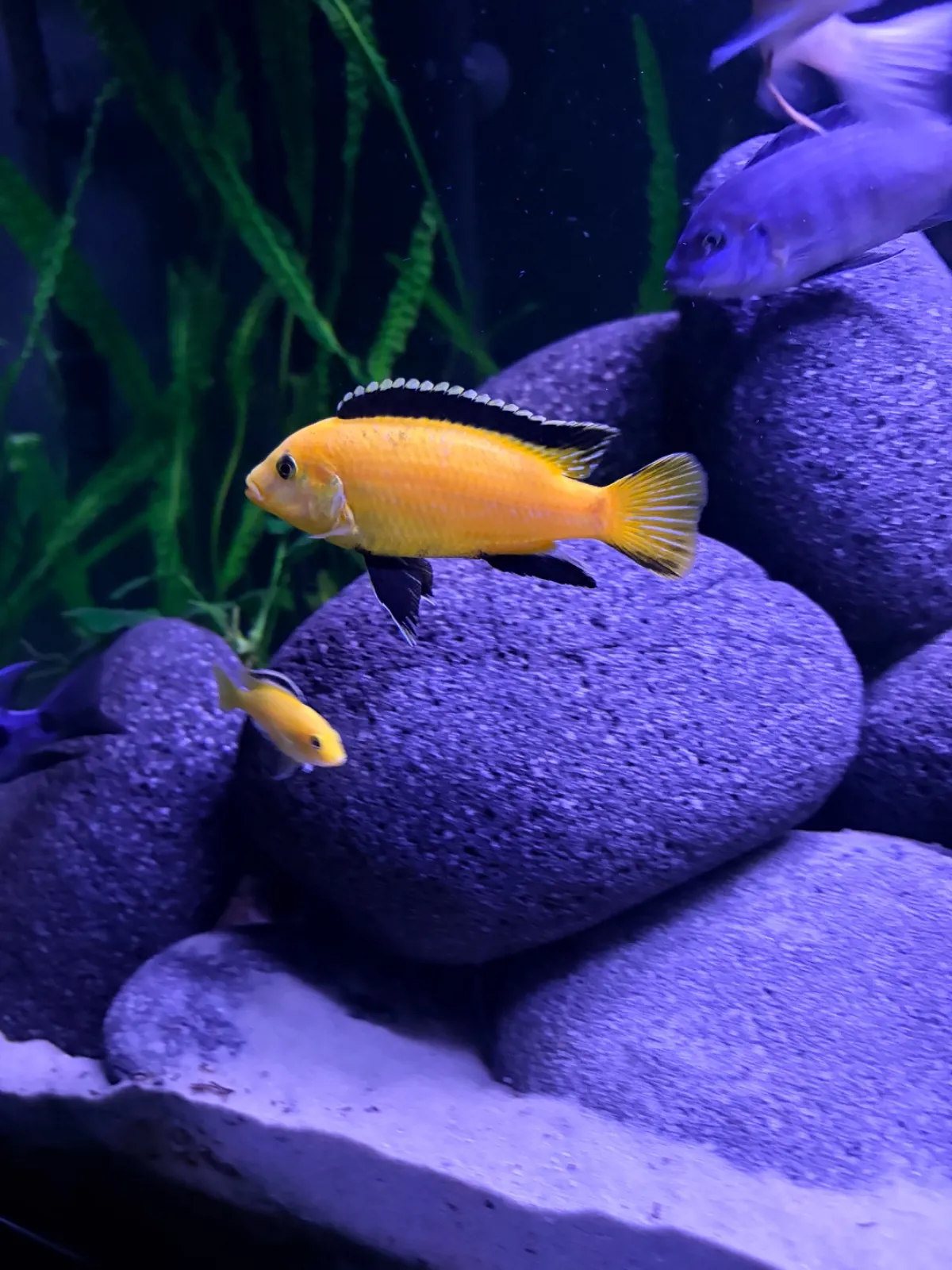 Firefisch,Delfinbuntbarsch,Yellow (Fisch)