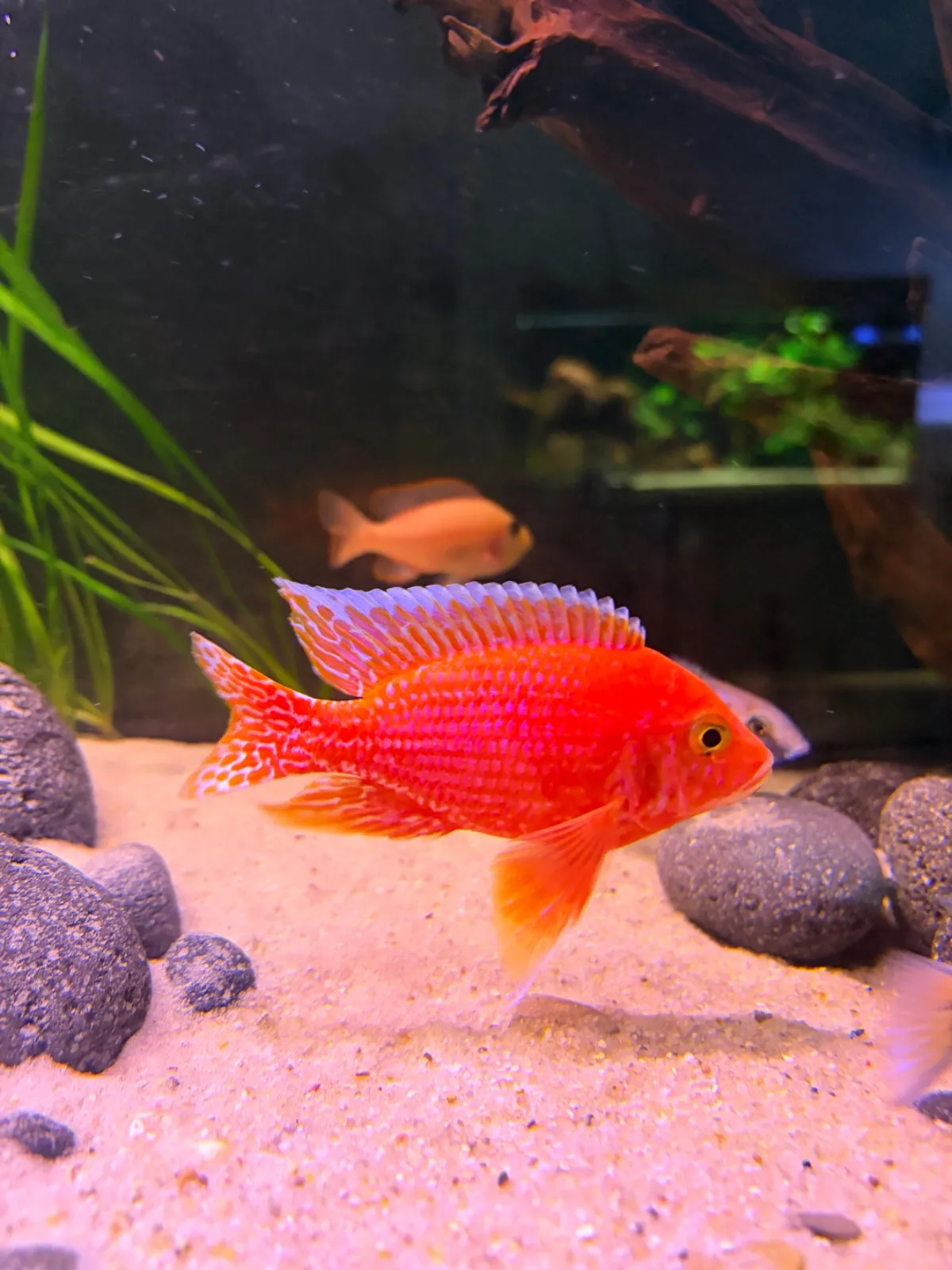 Firefisch,Delfinbuntbarsch,Yellow (Fisch)