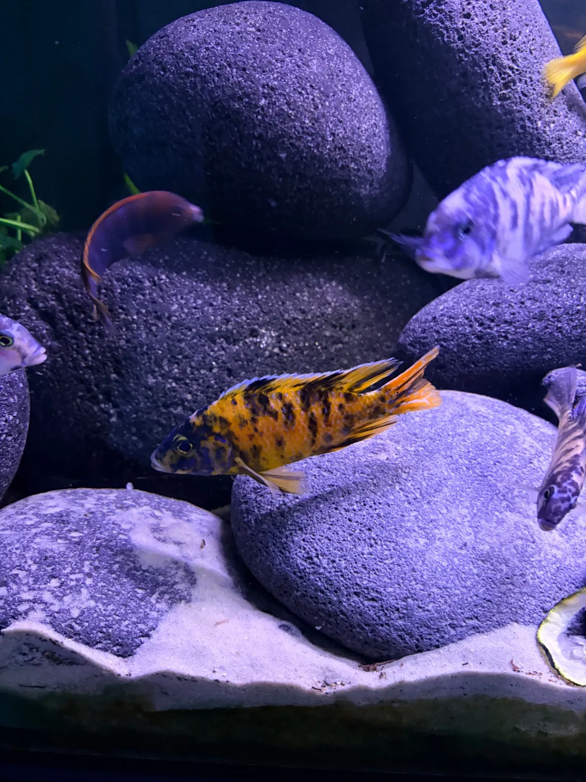 Firefisch,Delfinbuntbarsch,Yellow (Fisch)