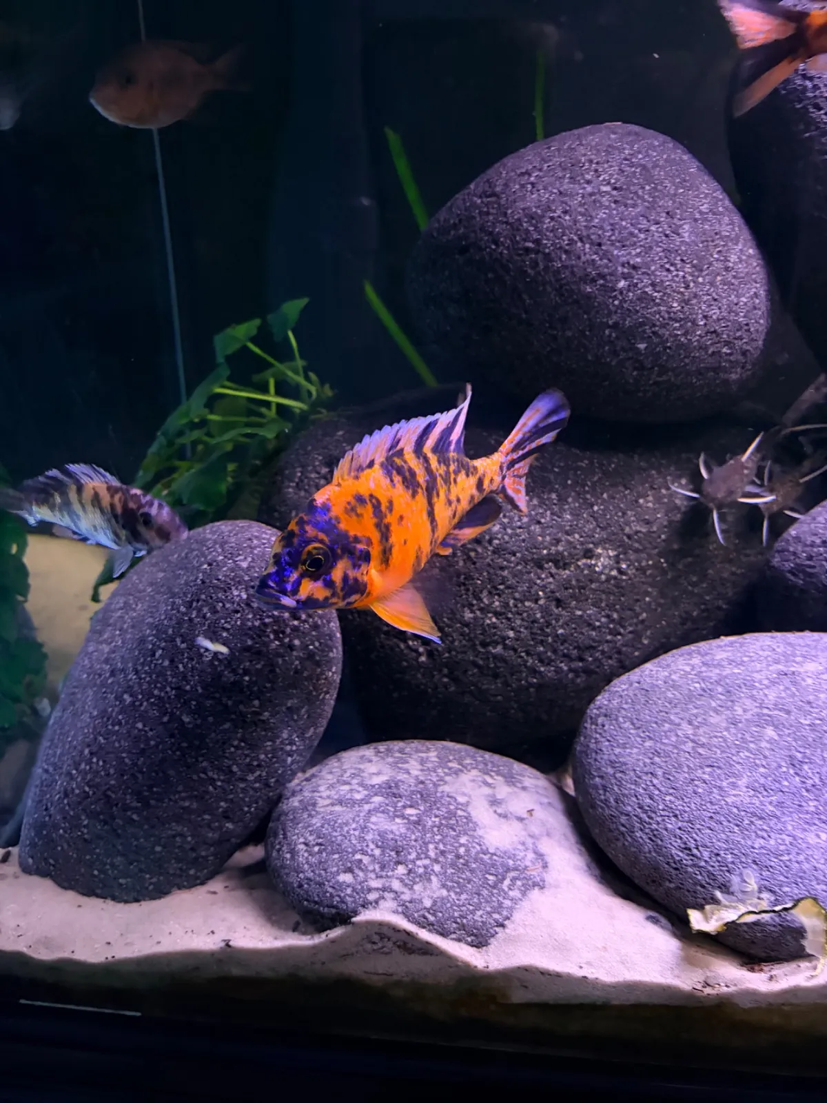 Firefisch,Delfinbuntbarsch,Yellow (Fisch)