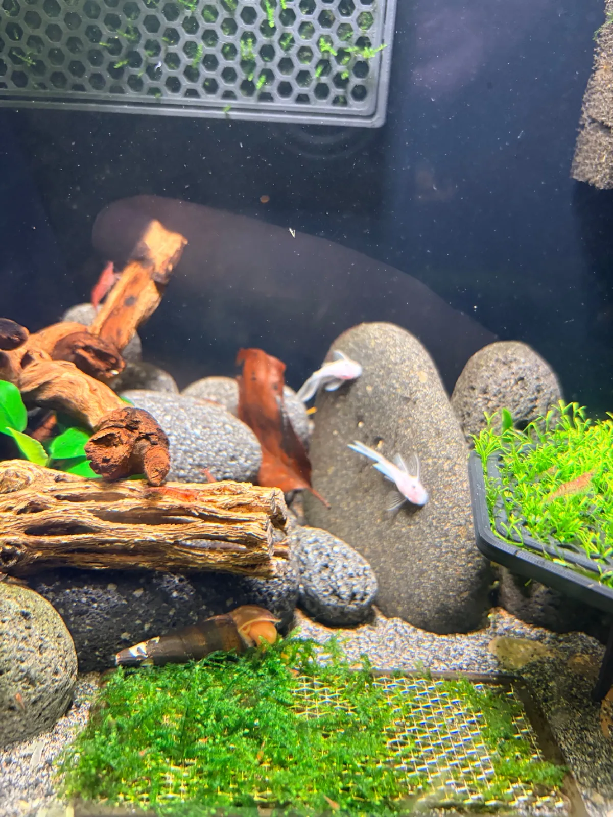 L144 Longfin (Fisch)