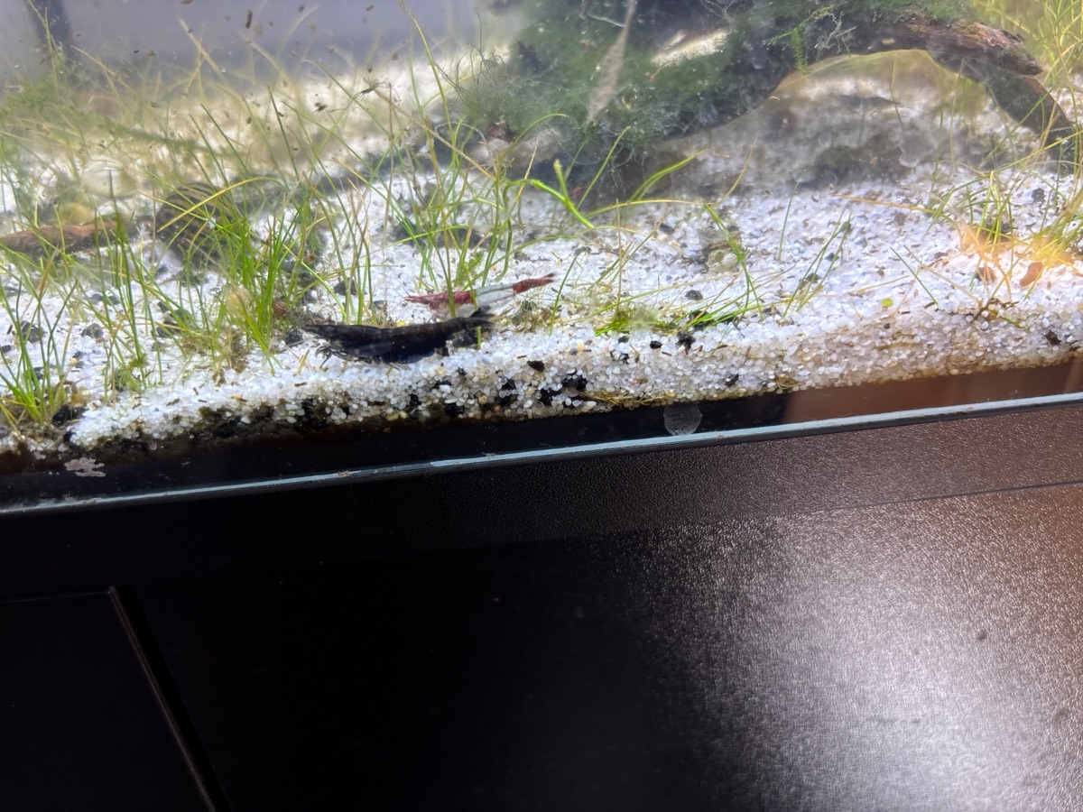 Ein Mix aus Blue Dreamder Wild Variante red rill red Fire