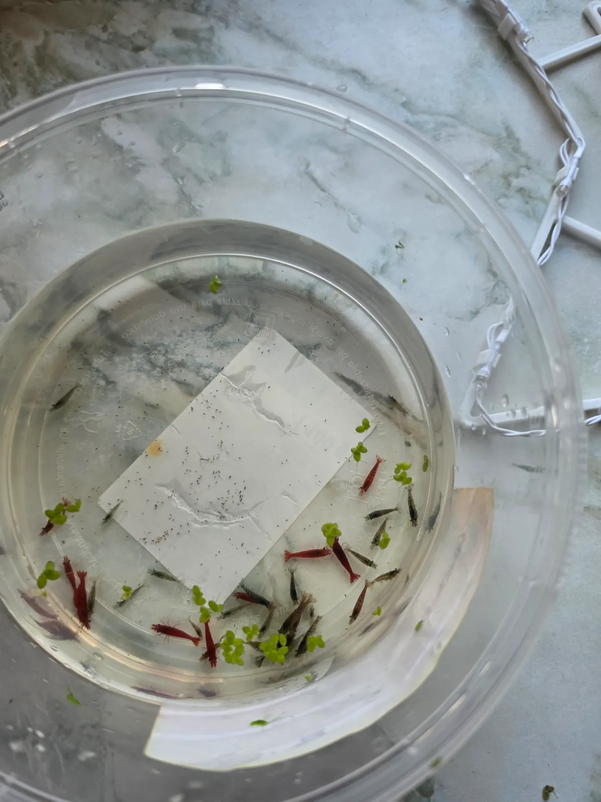 10 Wilfarbene Garnelen und 10 Red Fire Garnelen