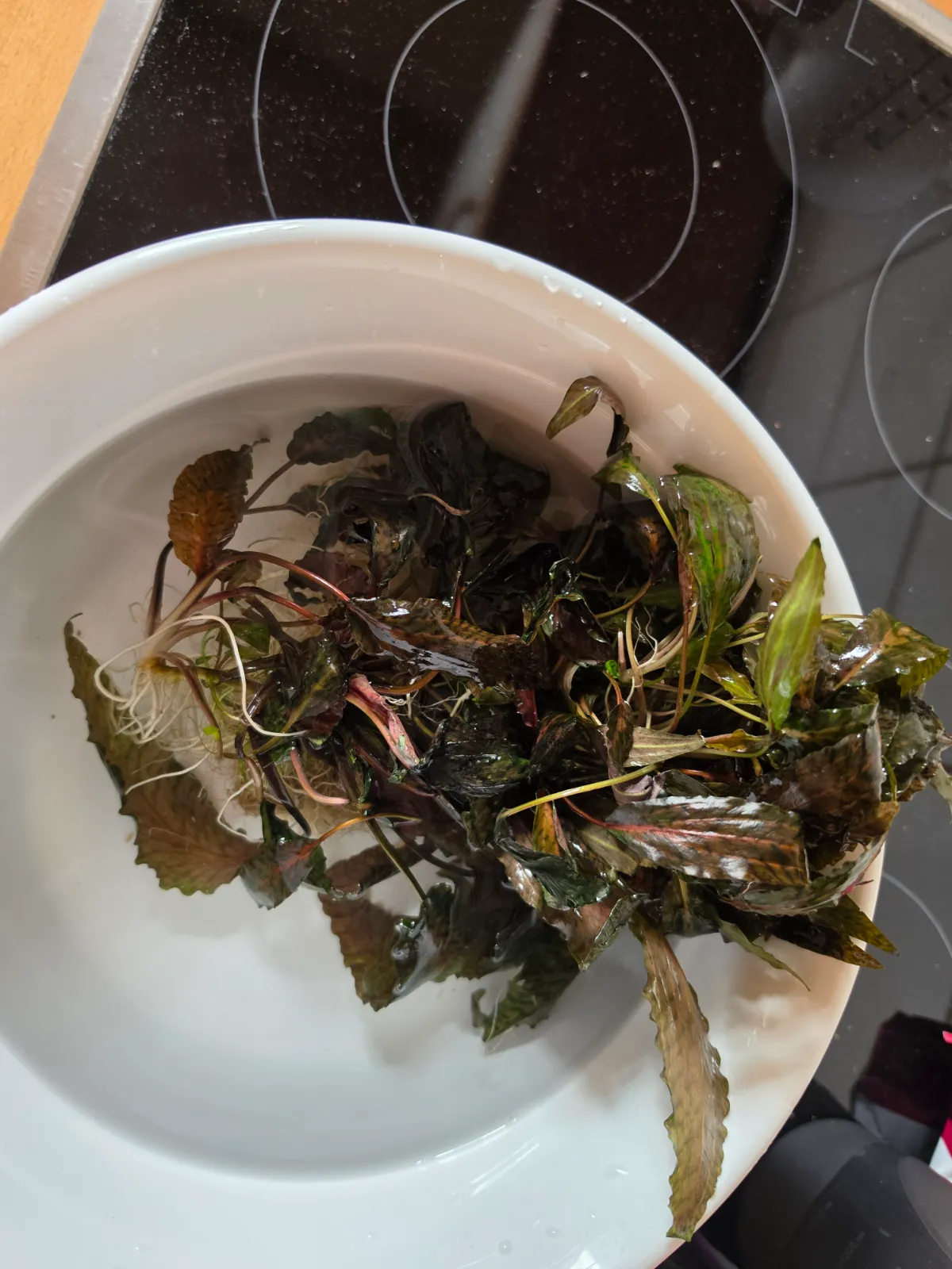 Cryptocoryne nurii Ableger