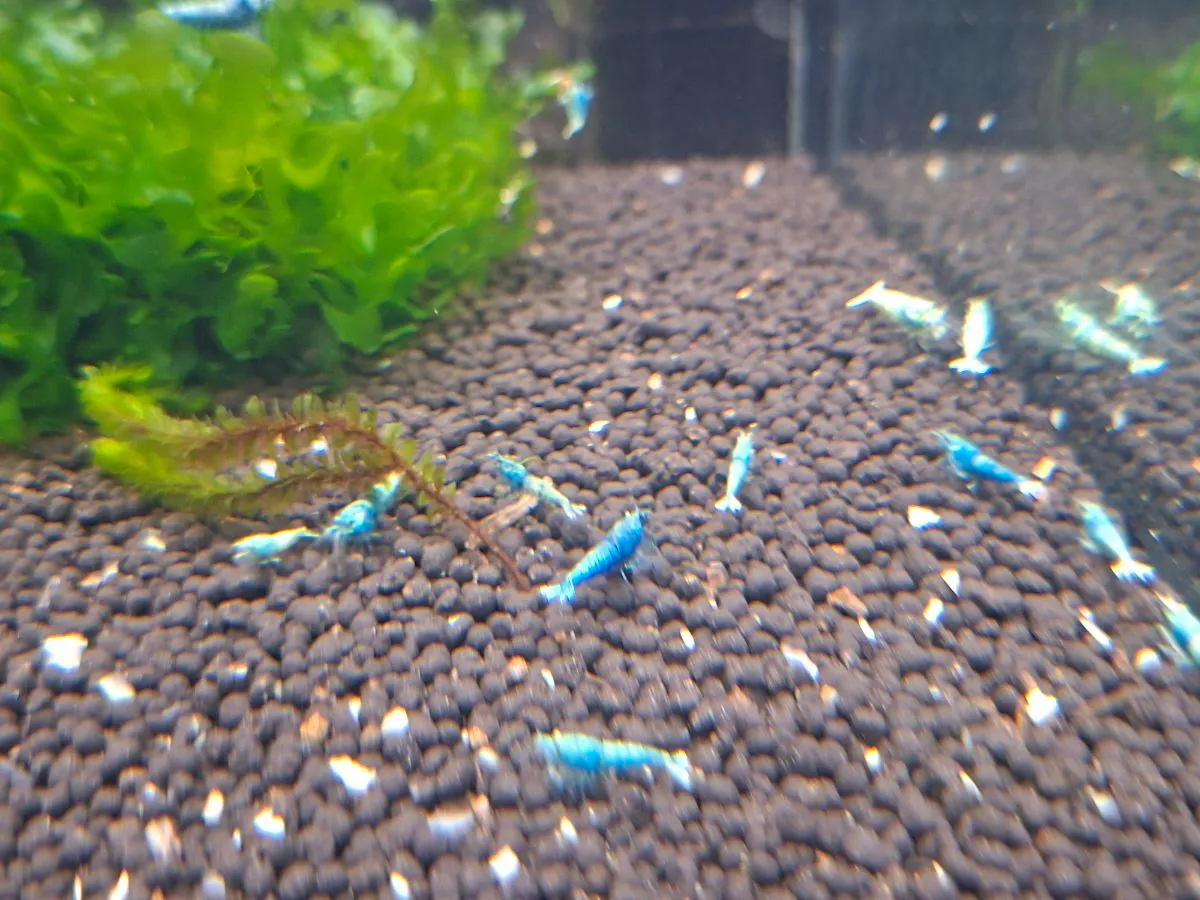 Blue Bolt (Sonstiges)