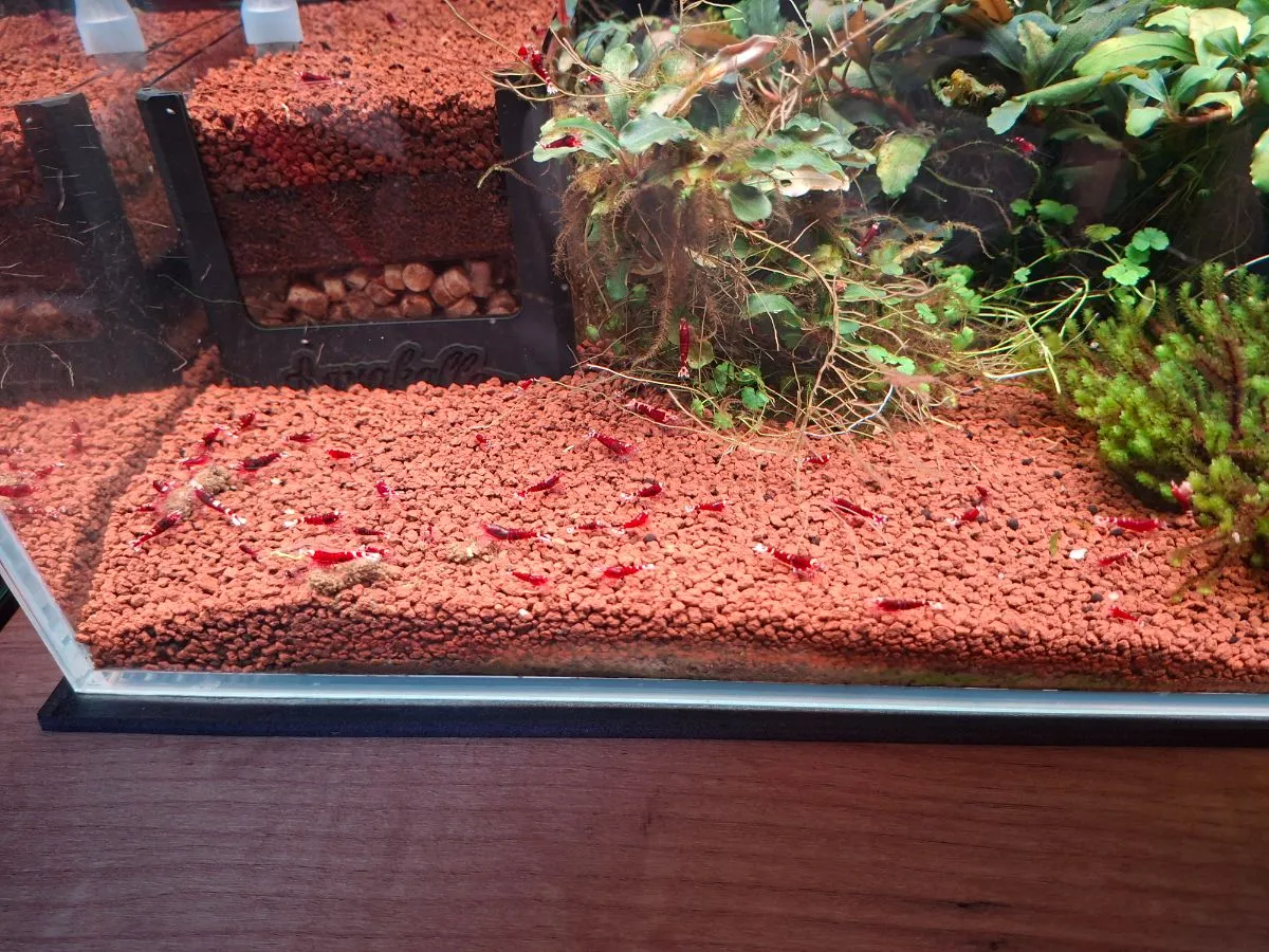 Red nanashi metallic