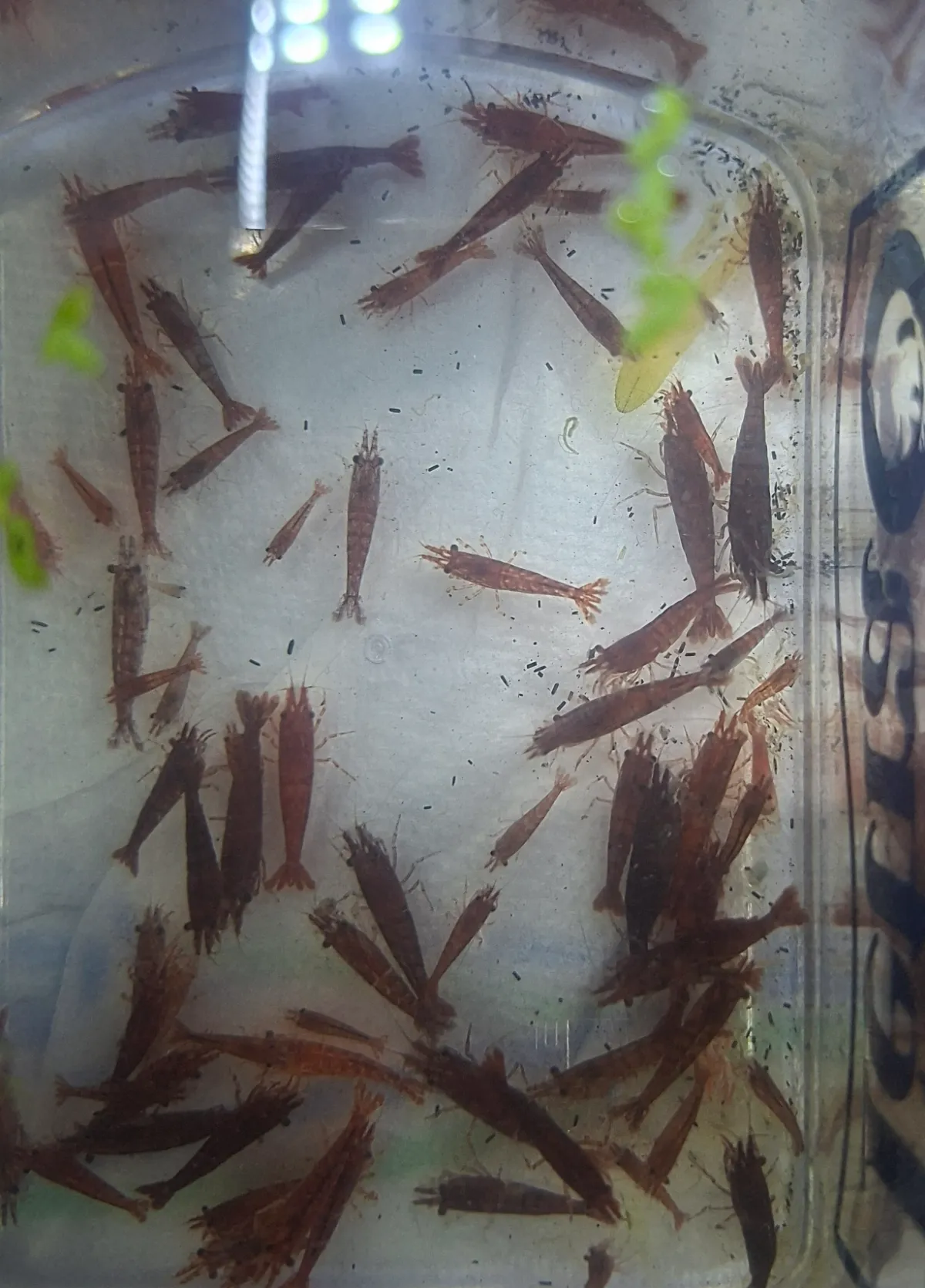 Bloody Mary Garnelen