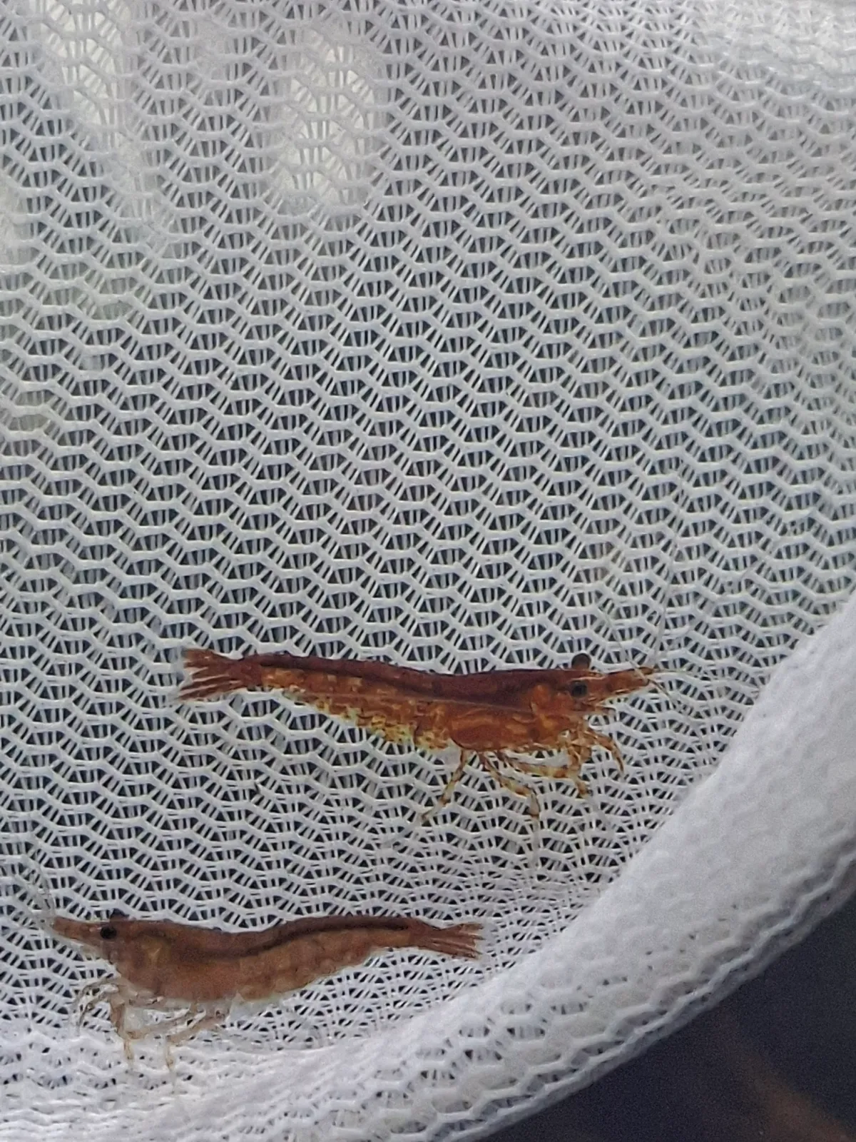 Bloody Mary Garnelen Bild 2