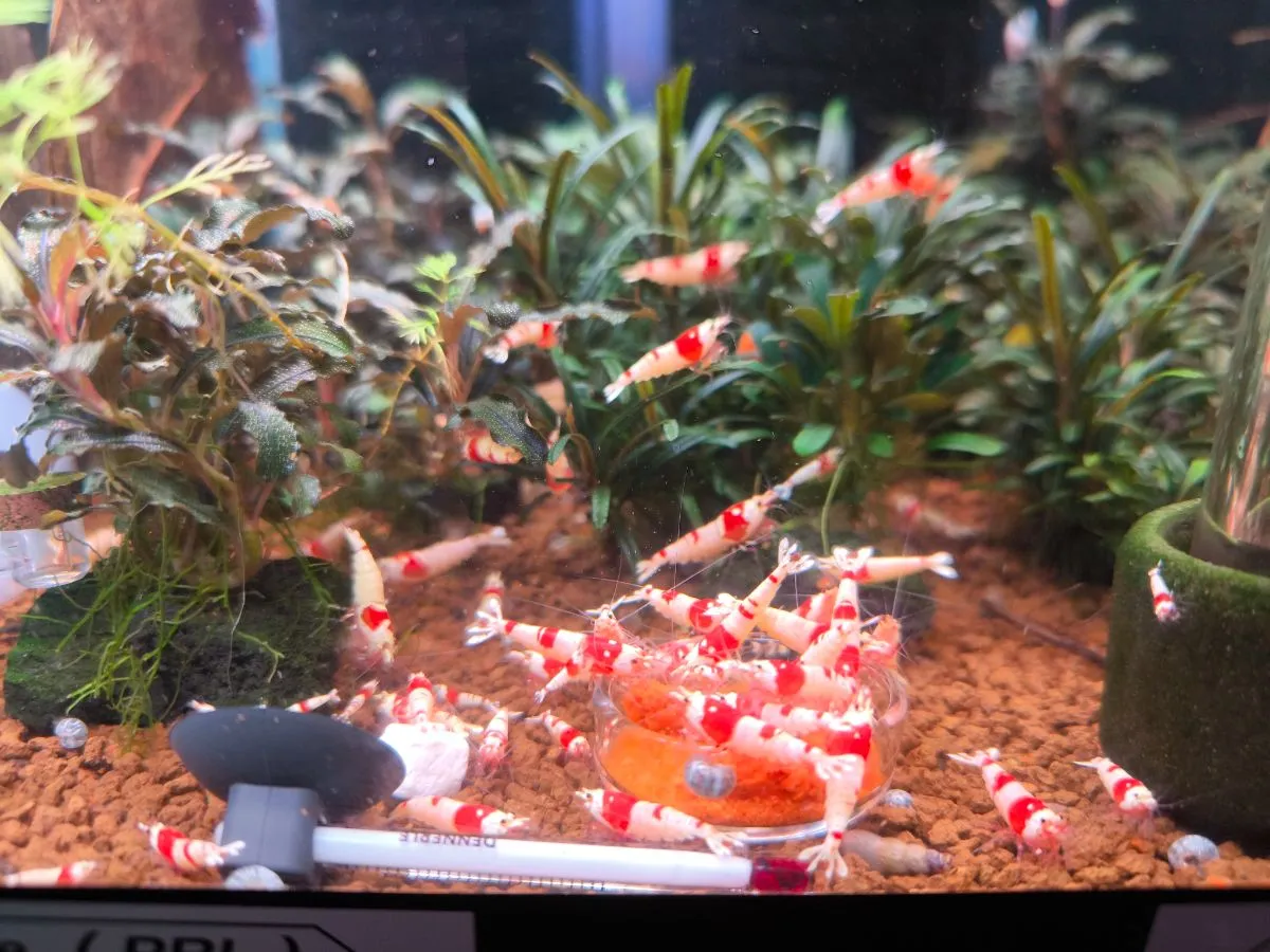 Red Bee Garnelen Bild 2