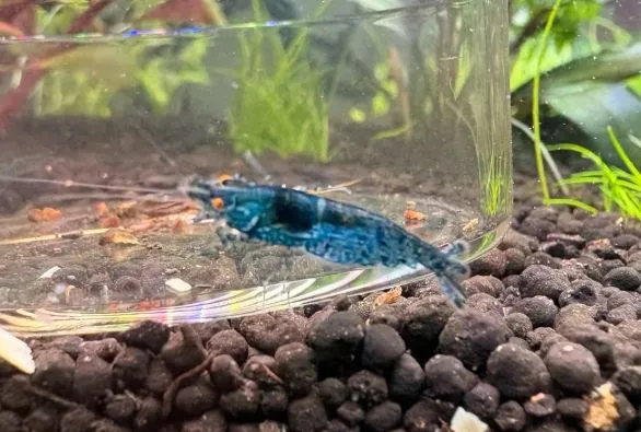 Blue Dream OE (Orange Eye) Garnelen (Neocaridina) in Wiehl
